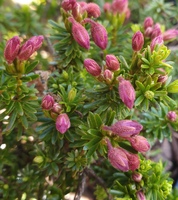 Phyllodoce nipponica 